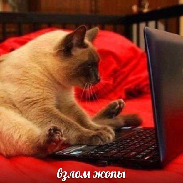 Взлом жопы