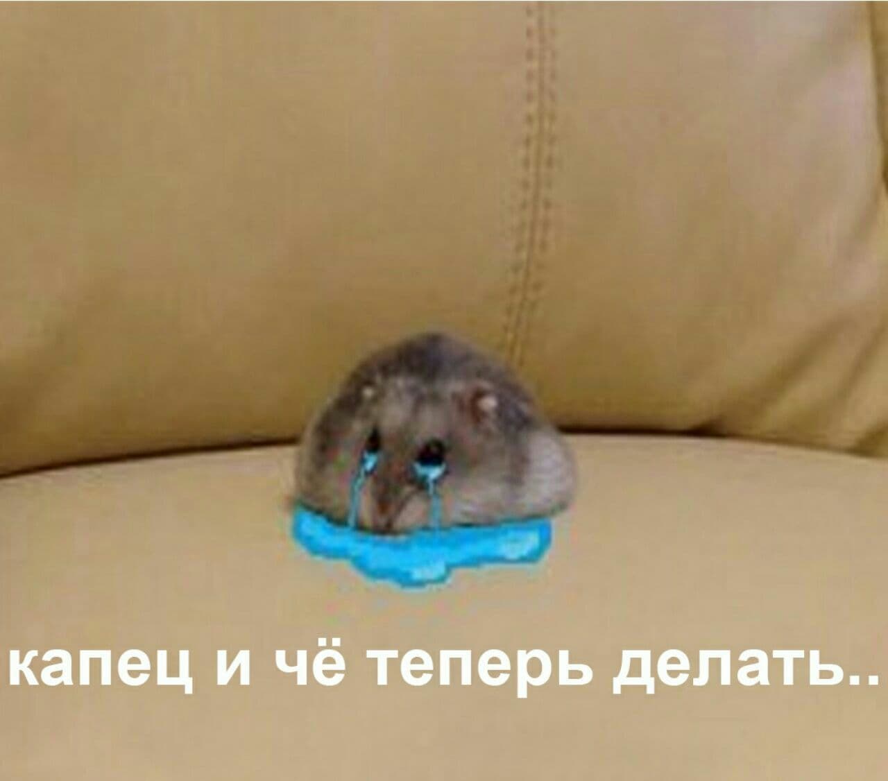 Злой котик с надписью. Цитаты о прощении. Тебе капец прикол. Капец картинки смешные. Смешной кот капец.