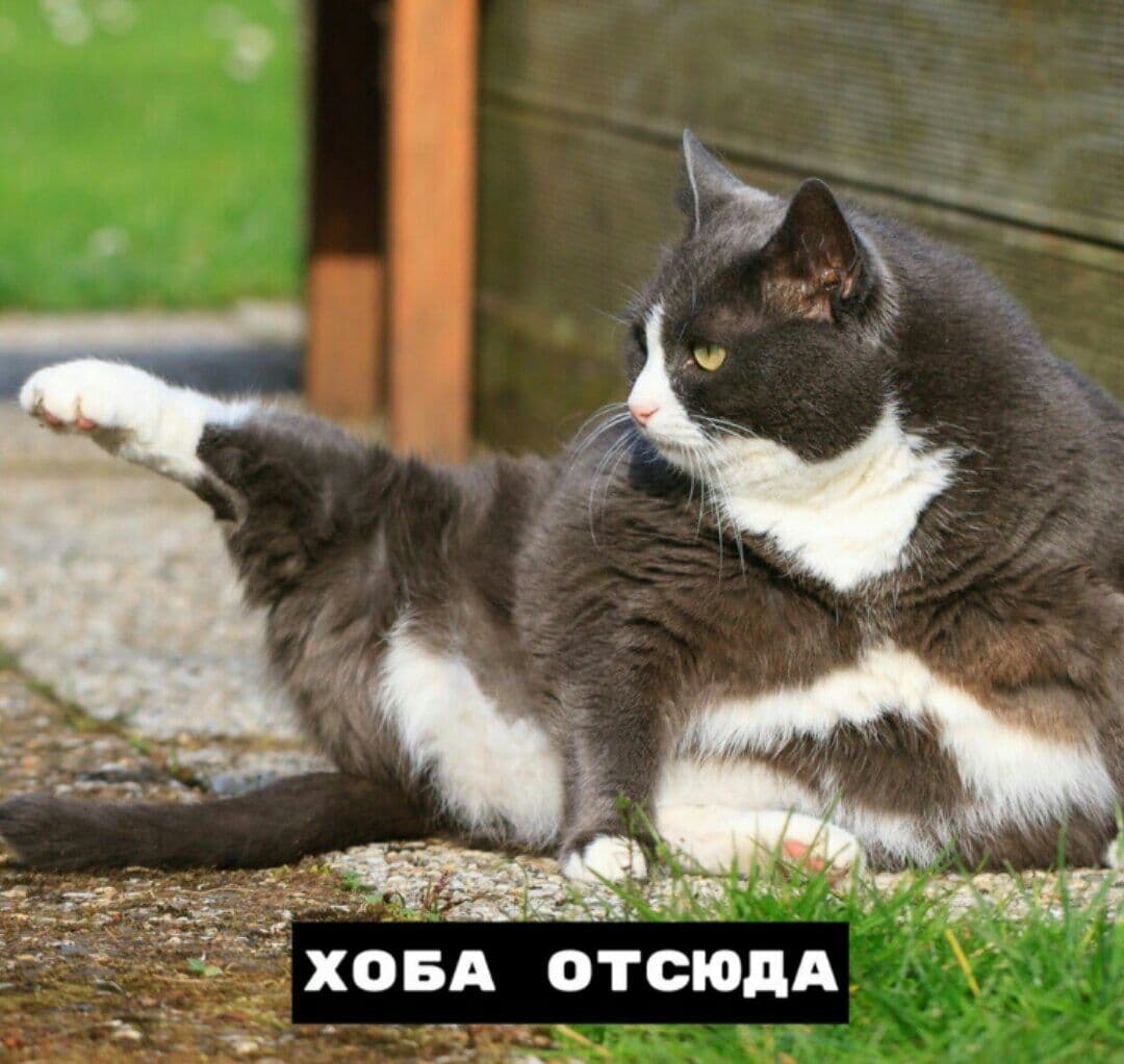 Кот хоба