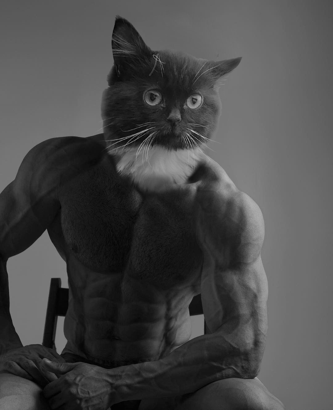 Мем кот качок