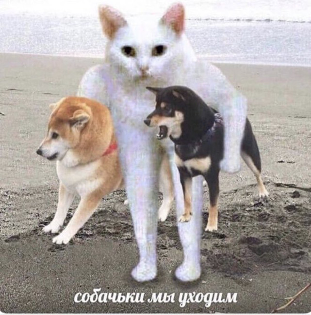 Собачки мы уходим