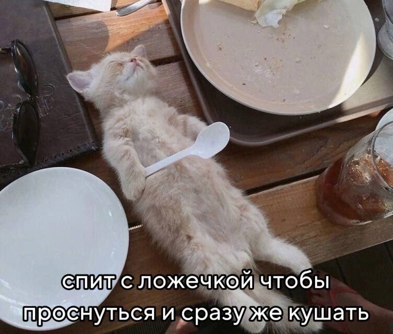 Мем Спит с ложечкой чтобы проснуться и сразу же кушать