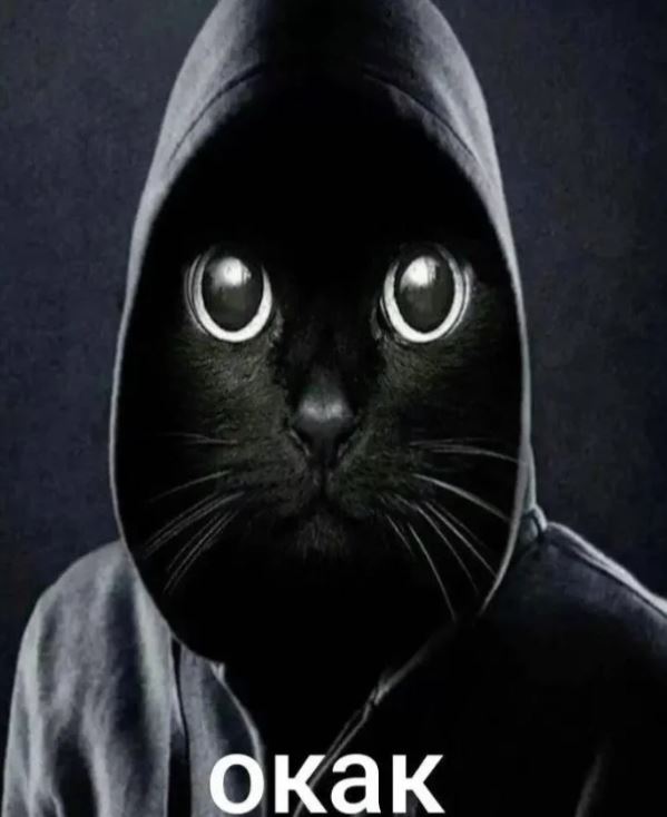 Мем Окак - Кот