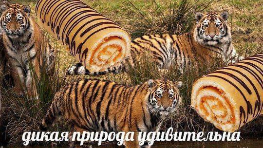 Мем Дикая природа удивительна