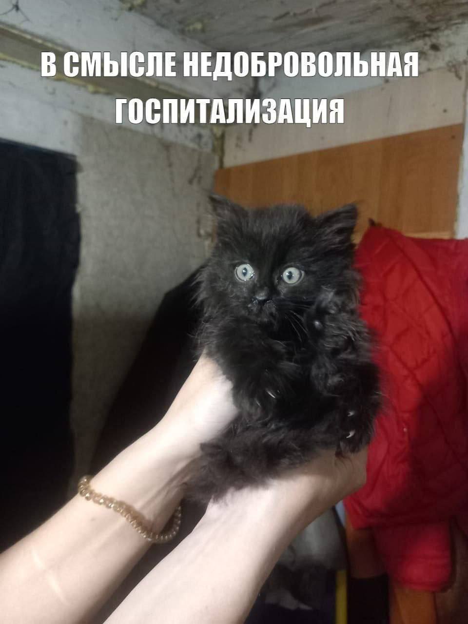 Мем недобровольная госпитализация