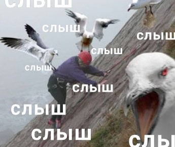 Слыш слыш слыш - Чайки