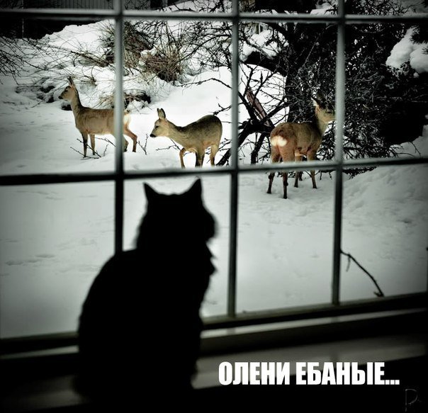 Олени ёбаные - Кот