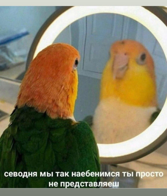 Сегодня мы так наебенимся ты не представляешь