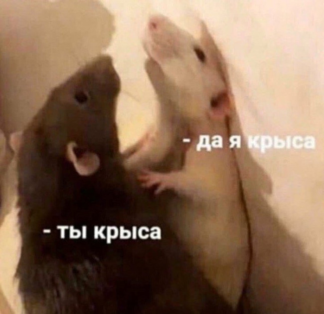 Ты крыса да я крыса