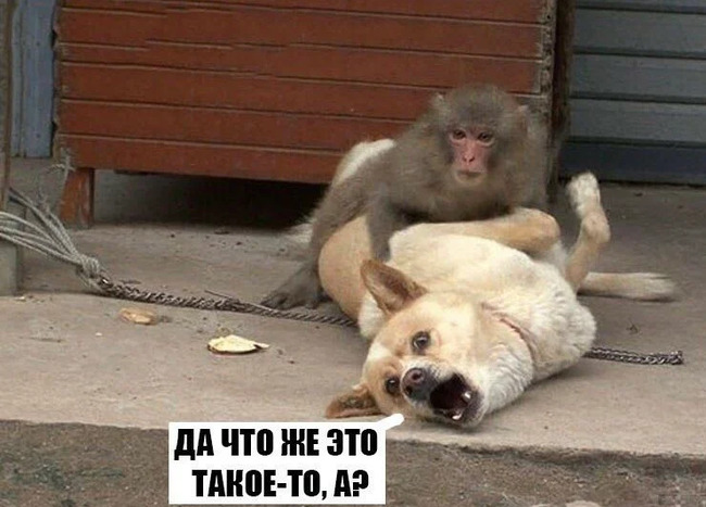 Да что же это такое-то, а?