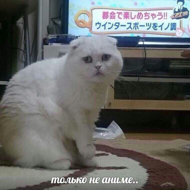 Только не аниме - Кот