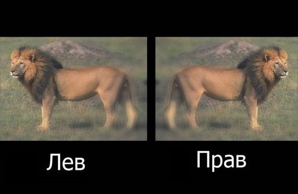 Лев - Прав