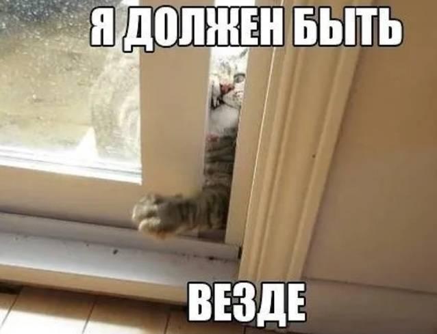 Я должен быть везде - Кот