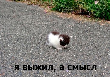 Я выжил а смысл