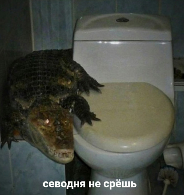 Севодня не срёшь