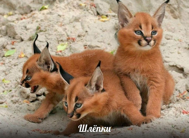 Шлёпки