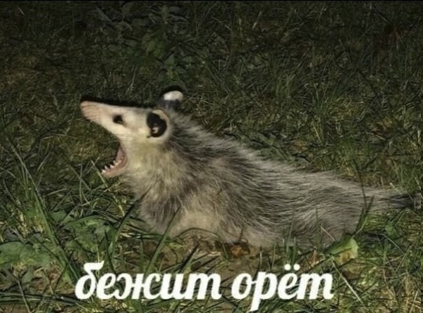 Бежит орёт