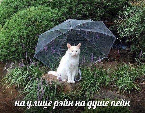 На улице рейн на душе пейн
