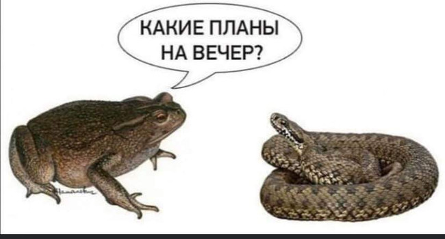 Какие планы на вечер? - Жаба - Гадюка
