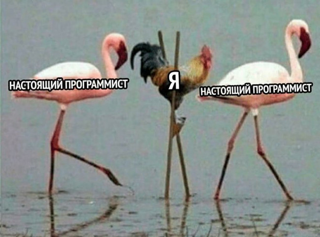 Настоящий программист - Я