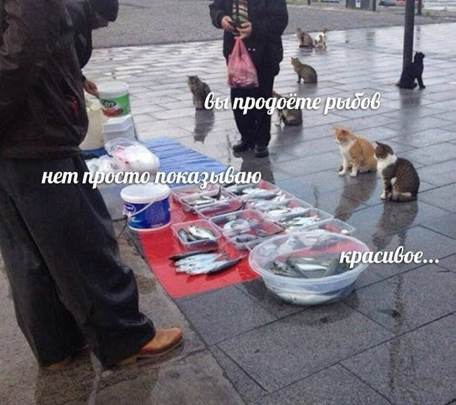 Вы продаёте рыбов - Нет просто показываю
