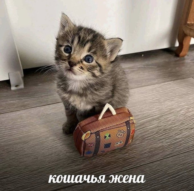 Кошачья жена